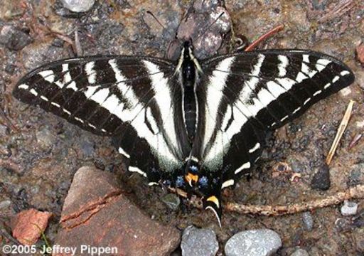 Image of Pale Swallowtail