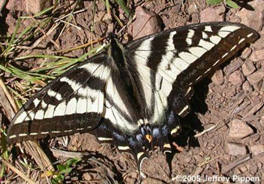 Image of Pale Swallowtail