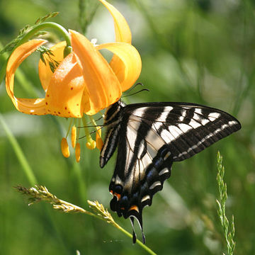 Image of Pale Swallowtail