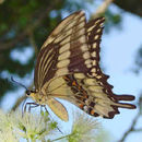 Image of Ornythion Swallowtail