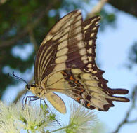 Image of Ornythion Swallowtail