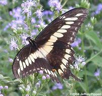 Image of Ornythion Swallowtail