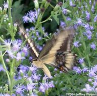 Image of Ornythion Swallowtail