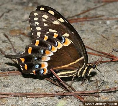 Image of Palamedes Swallowtail