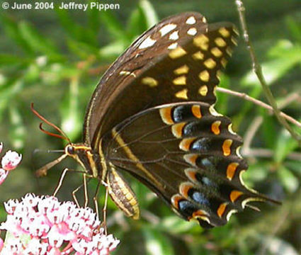 Image of Palamedes Swallowtail