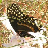 Image of Palamedes Swallowtail