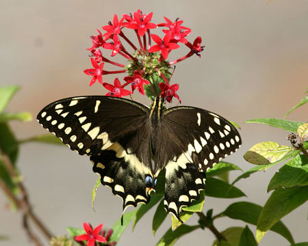 Image of Palamedes Swallowtail