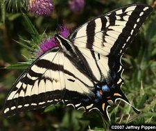 صورة Papilio rutulus Lucas 1852