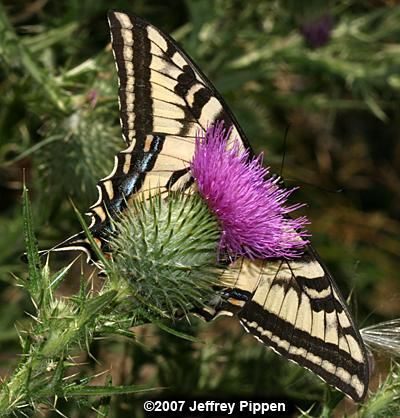 Image of Western Tiger Swallowtail