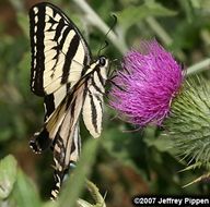 صورة Papilio rutulus Lucas 1852