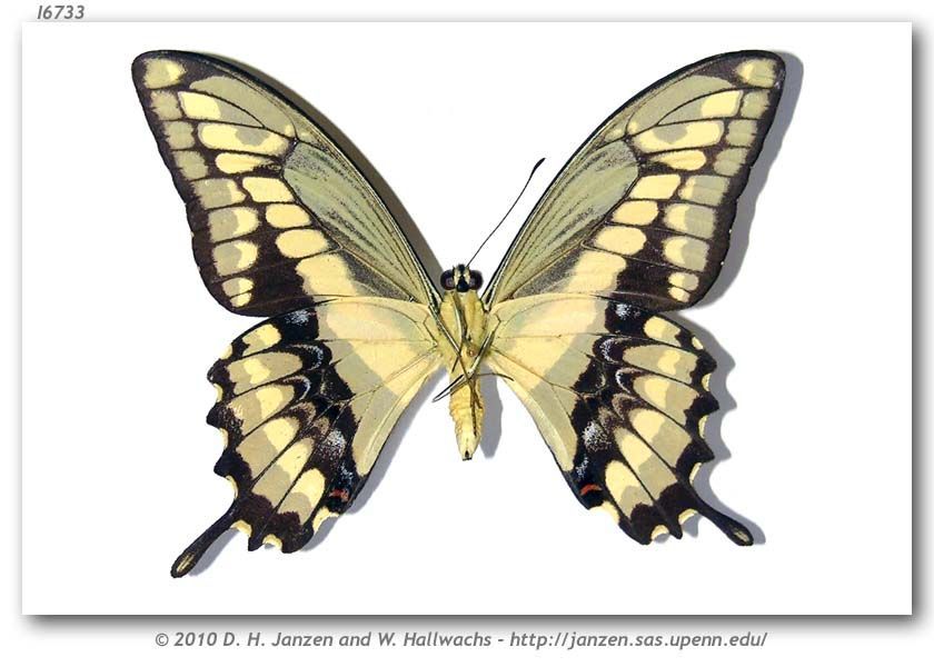 Image of Thoas Swallowtail