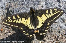 Image of Anise Swallowtail