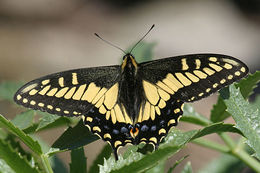 Image of Anise Swallowtail