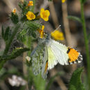 Image of Desert Orangetip