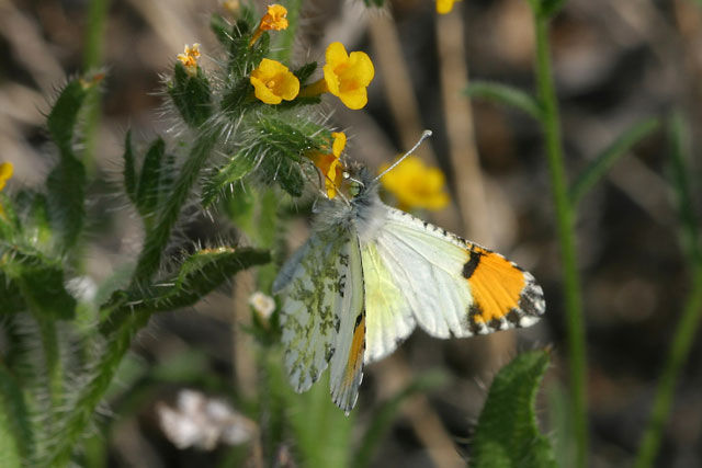 Image of Desert Orangetip