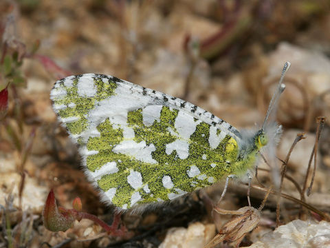 Image of Desert Orangetip