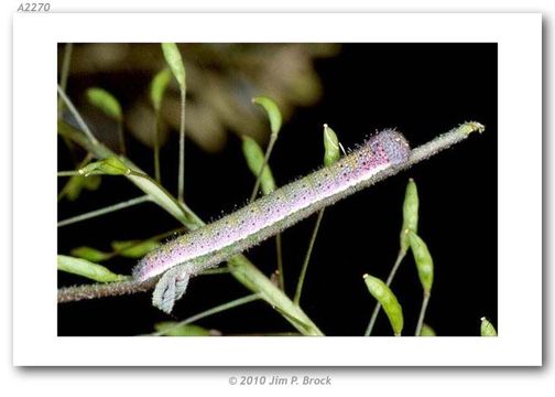 Image de Anthocharis cethura Felder & Felder 1865