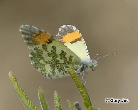 Image of Desert Orangetip