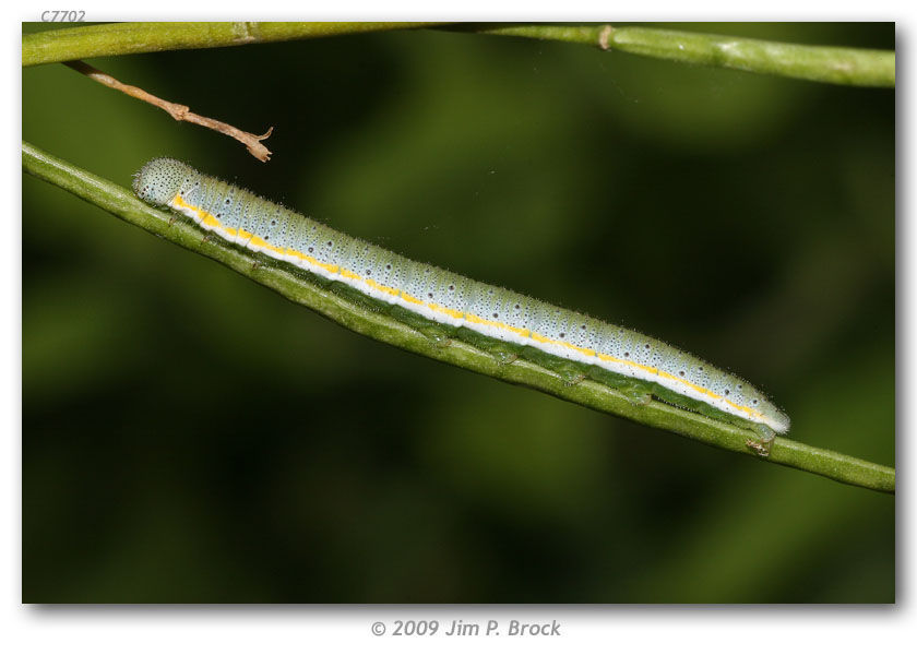 Image de Anthocharis lanceolata Lucas 1852