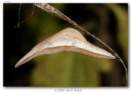 Image de Anthocharis lanceolata Lucas 1852