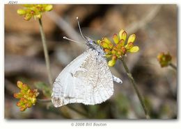 Image de Anthocharis lanceolata Lucas 1852