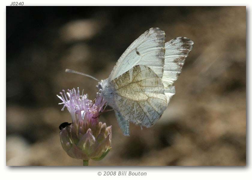 Image de Anthocharis lanceolata Lucas 1852