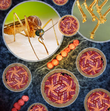 Image of West Nile virus