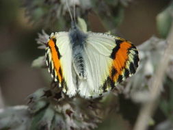 Image of Sara Orangetip