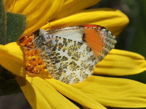 Image of Orangetips