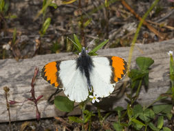 Image of Orangetips