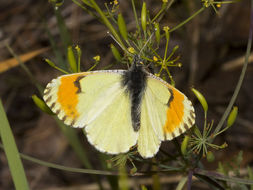 Image of Orangetips