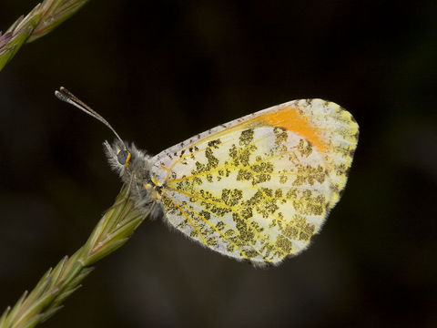 Image of Orangetips