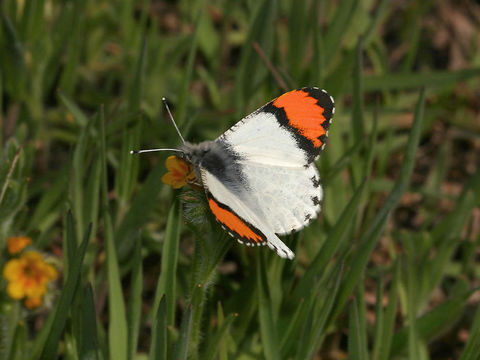 Image of Orangetips