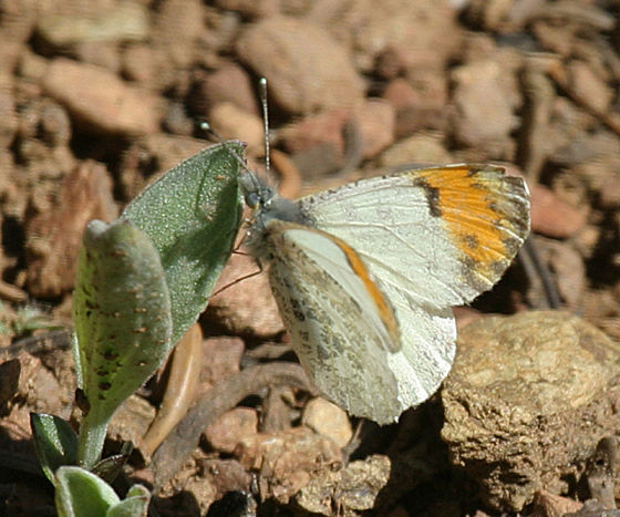 Image of Orangetips