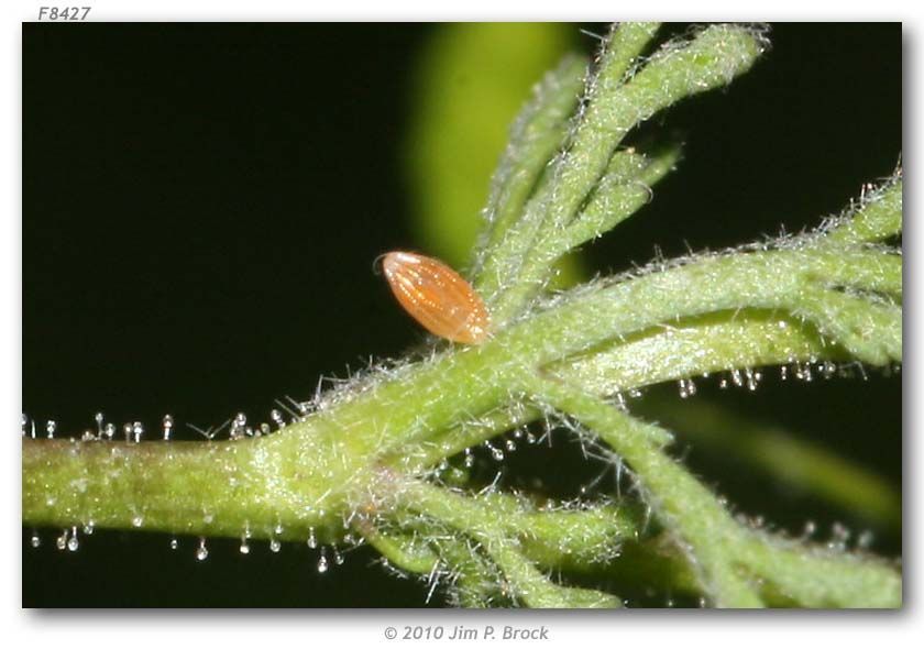 Image of Orangetips