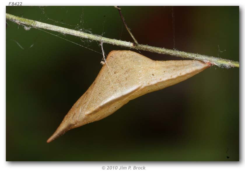 Image of Orangetips