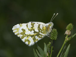 Euchloe ausonides (Lucas 1852) resmi