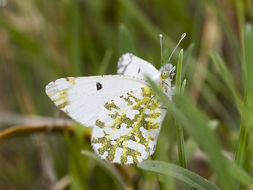 Euchloe ausonides (Lucas 1852) resmi