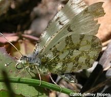 Euchloe ausonides (Lucas 1852) resmi