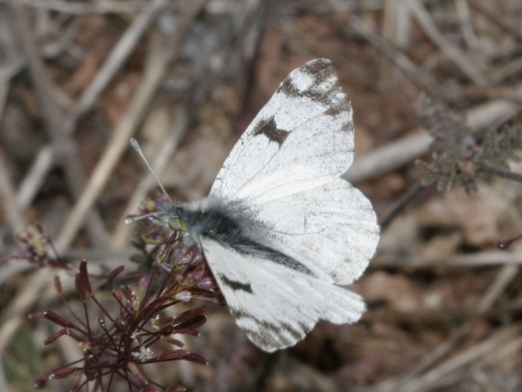 Image of Pearly Marble