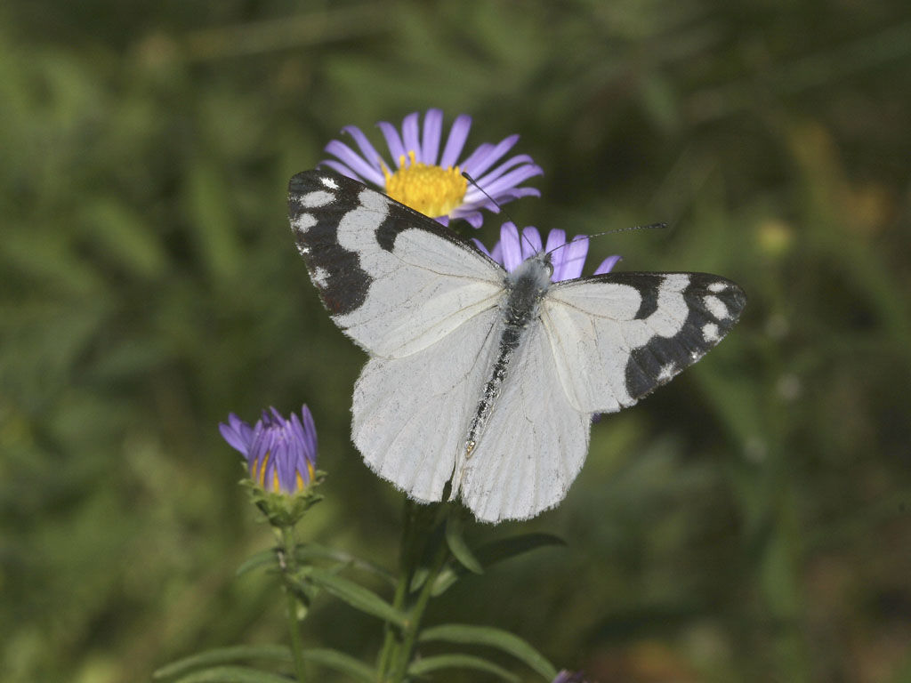 Image of Pine White