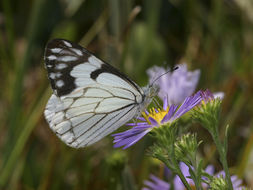 Image of Pine White