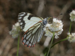 Image of Pine White