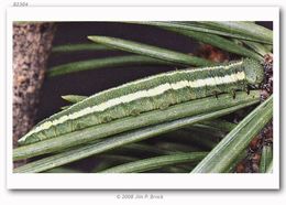 Image of Pine White