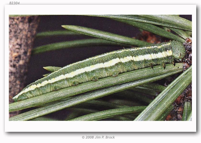 Image of Pine White