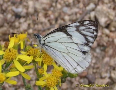 Image of Pine Whites