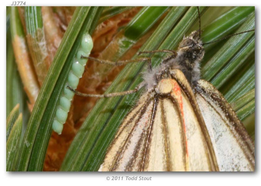 Image of Pine Whites