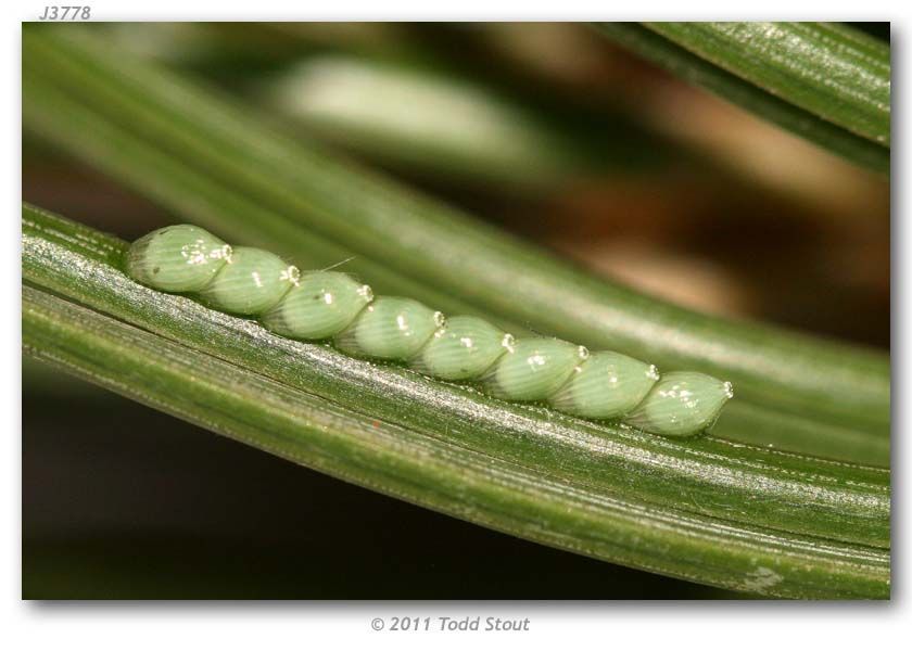 Image of Pine Whites