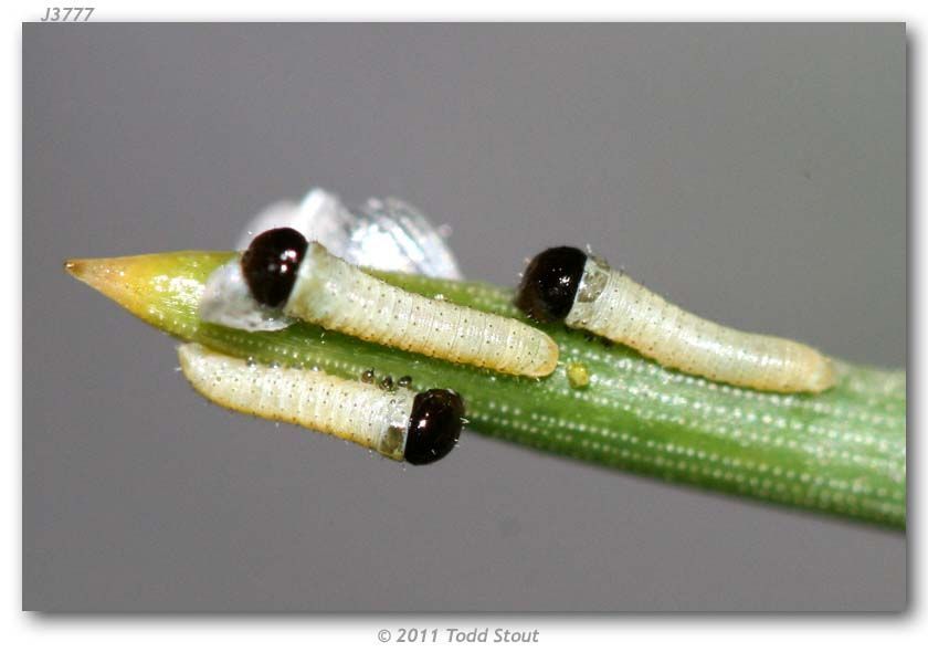 Image of Pine Whites