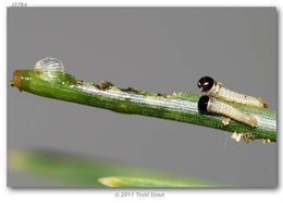 Image of Pine Whites